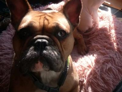 female Blue Merle French Bulldog in Louth