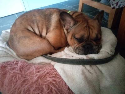 female Blue Merle French Bulldog in Louth