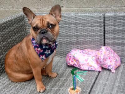female Blue Merle French Bulldog in Louth
