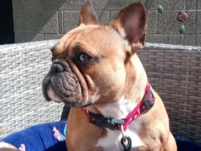 female Blue Merle French Bulldog in Louth