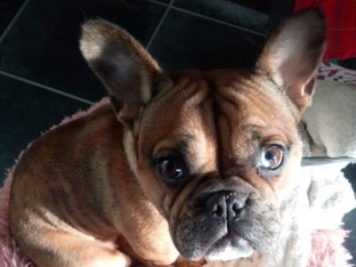 female Blue Merle French Bulldog in Louth