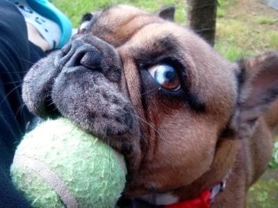 female Blue Merle French Bulldog in Louth