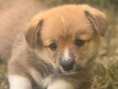 Welsh Corgi puppies for sale in Cork