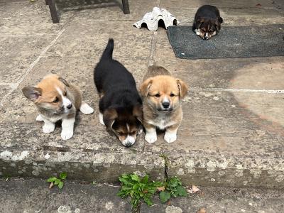 Welsh Corgi puppies for sale in Cork