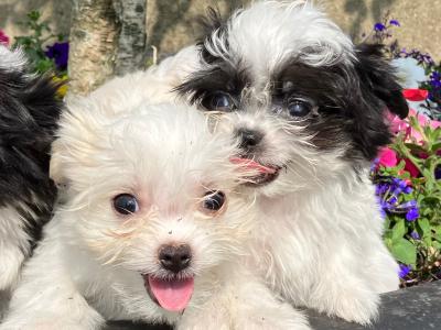 Maltese x Shih Tzu puppies in Wexford