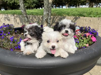 Maltese x Shih Tzu puppies in Wexford