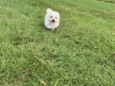 Maltese x Shih Tzu puppies in Wexford