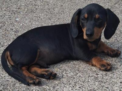 Dachshund puppies in Cork ONLY MALE LEFT