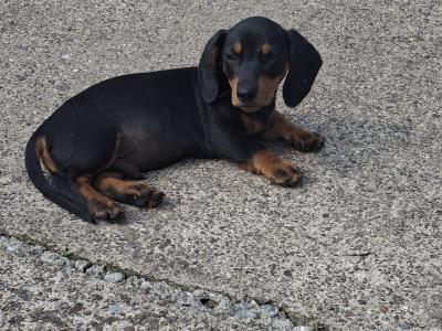 Dachshund puppies in Cork