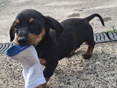 Dachshund puppies in Cork ONLY MALE LEFT