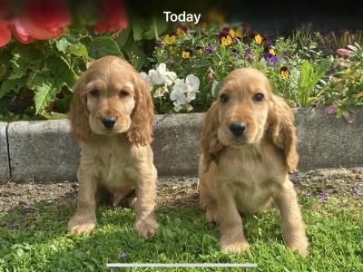 IKC Registered Cocker Spaniel puppies in Laois
