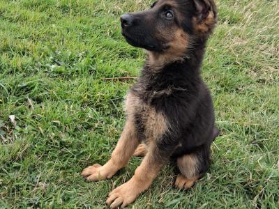 Female German Shepherd puppy for sale in Carlow