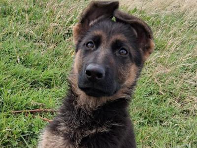 Female German Shepherd puppy for sale in Carlow