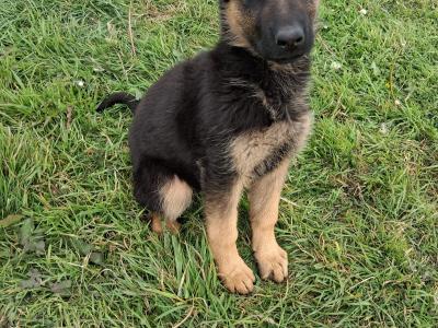 Female German Shepherd puppy for sale in Carlow