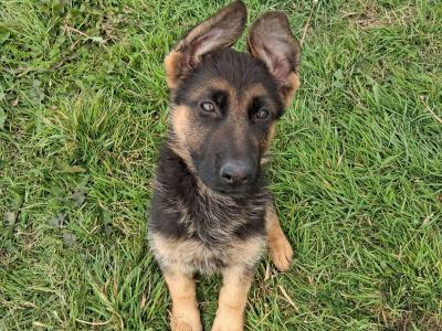 Female German Shepherd puppy for sale in Carlow