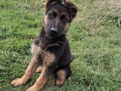 Female German Shepherd puppy for sale in Carlow