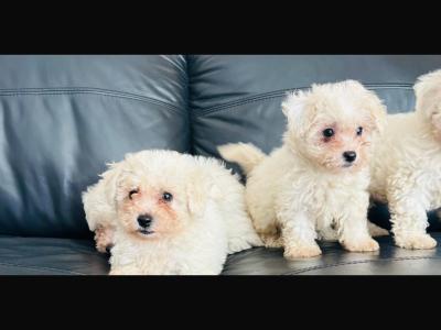 Multipoo puppies for sale in Galway