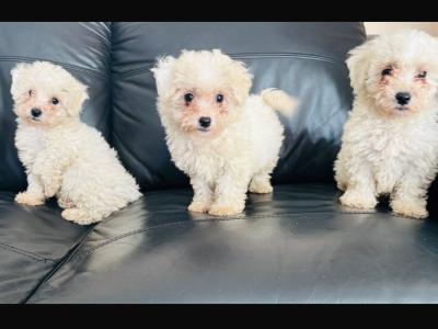 Maltipoo puppies in Galway, boy and girl remaining