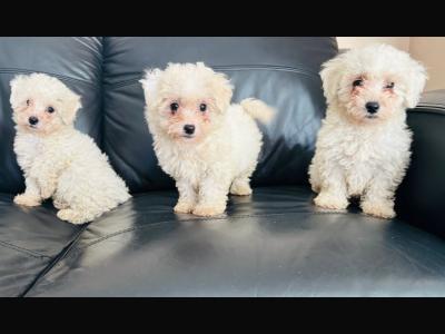 Multipoo puppies for sale in Galway
