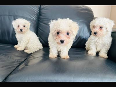 Multipoo puppies for sale in Galway
