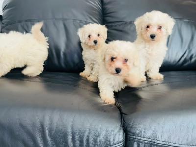 Multipoo puppies for sale in Galway