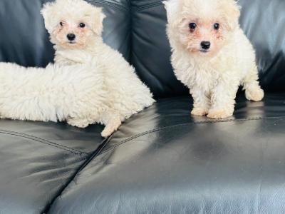 Multipoo puppies for sale in Galway