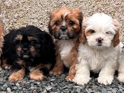 Cava - Tzu (Shih Tzu and Cavalier King Charles) puppies in Wicklow
