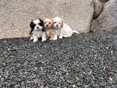 Cava - Tzu (Shih Tzu and Cavalier King Charles) puppies in Wicklow