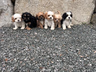 Cava - Tzu (Shih Tzu and Cavalier King Charles) puppies in Wicklow