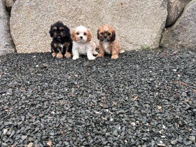 Cava - Tzu (Shih Tzu and Cavalier King Charles) puppies in Wicklow