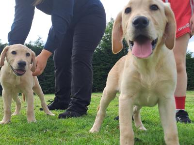 2 Fine male Labrador pups in Kilkenny ready for new homes