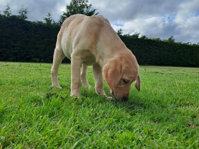 2 Fine male Labrador pups in Kilkenny ready for new homes