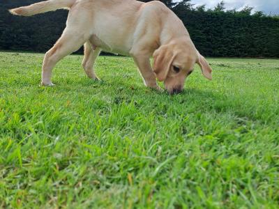 2 Fine male Labrador pups in Kilkenny ready for new homes