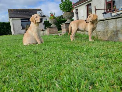 2 Fine male Labrador pups in Kilkenny ready for new homes