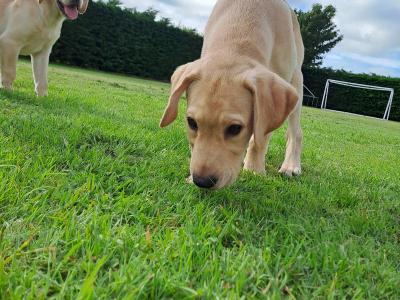 2 Fine male Labrador pups in Kilkenny ready for new homes