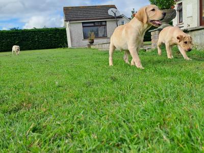 2 Fine male Labrador pups in Kilkenny ready for new homes