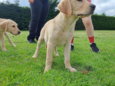 2 Fine male Labrador pups in Kilkenny ready for new homes