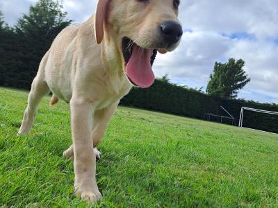 2 Fine male Labrador pups in Kilkenny ready for new homes
