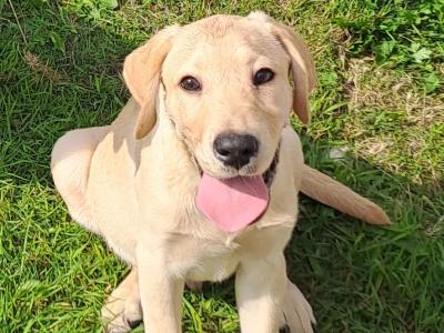 2 Fine male Labrador pups in Kilkenny ready for new homes