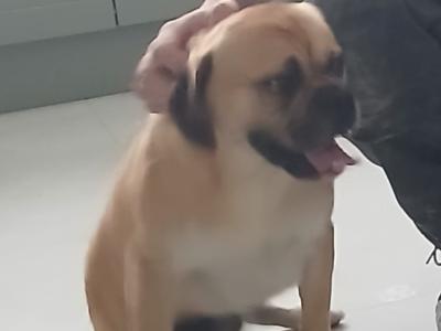 MARLEY is looking for a good loving home  loves walks very lovable and friendly €150