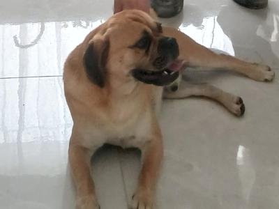 MARLEY is looking for a good loving home  loves walks very lovable and friendly €150