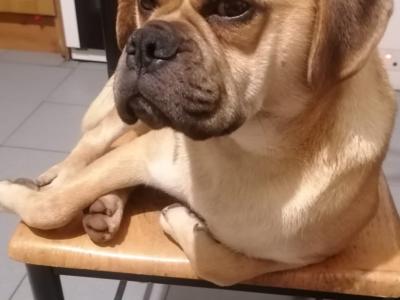 MARLEY is looking for a good loving home  loves walks very lovable and friendly €150