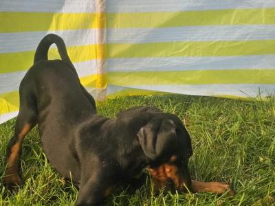 IKC Registered Dobermann puppies in Meath