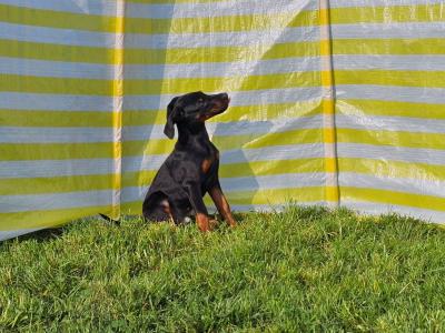 IKC Registered Dobermann puppies in Meath