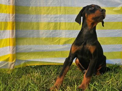 IKC Registered Dobermann puppies in Meath