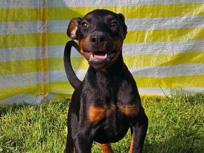IKC Registered Dobermann puppies in Meath