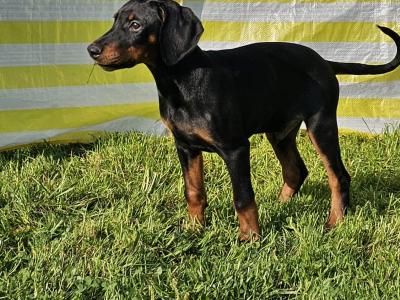 IKC Registered Dobermann puppies in Meath