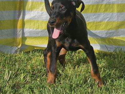 IKC Registered Dobermann puppies in Meath
