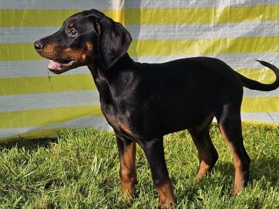 IKC Registered Dobermann puppies in Meath