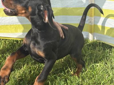 IKC Registered Dobermann puppies in Meath